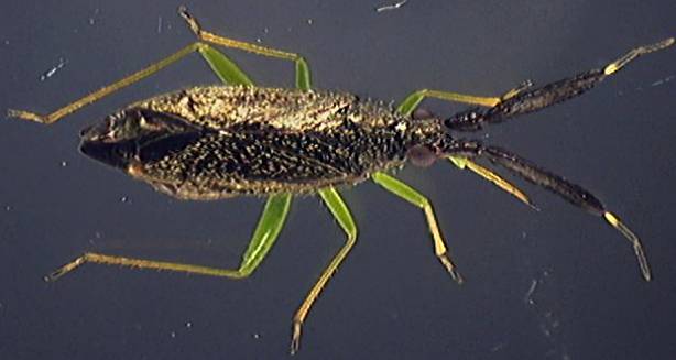 Heterotoma planicornis